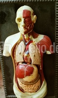 Anatomisches menschliches Modell c Pixelio